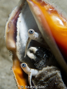 Conch eyes , taken under the "Blue Heron Bridge" by Beate Seiler 